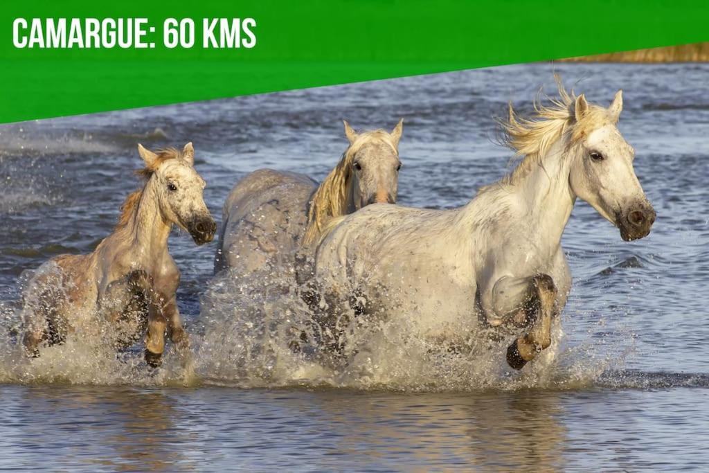 Apartament Les Felibres Awinion Zewnętrze zdjęcie